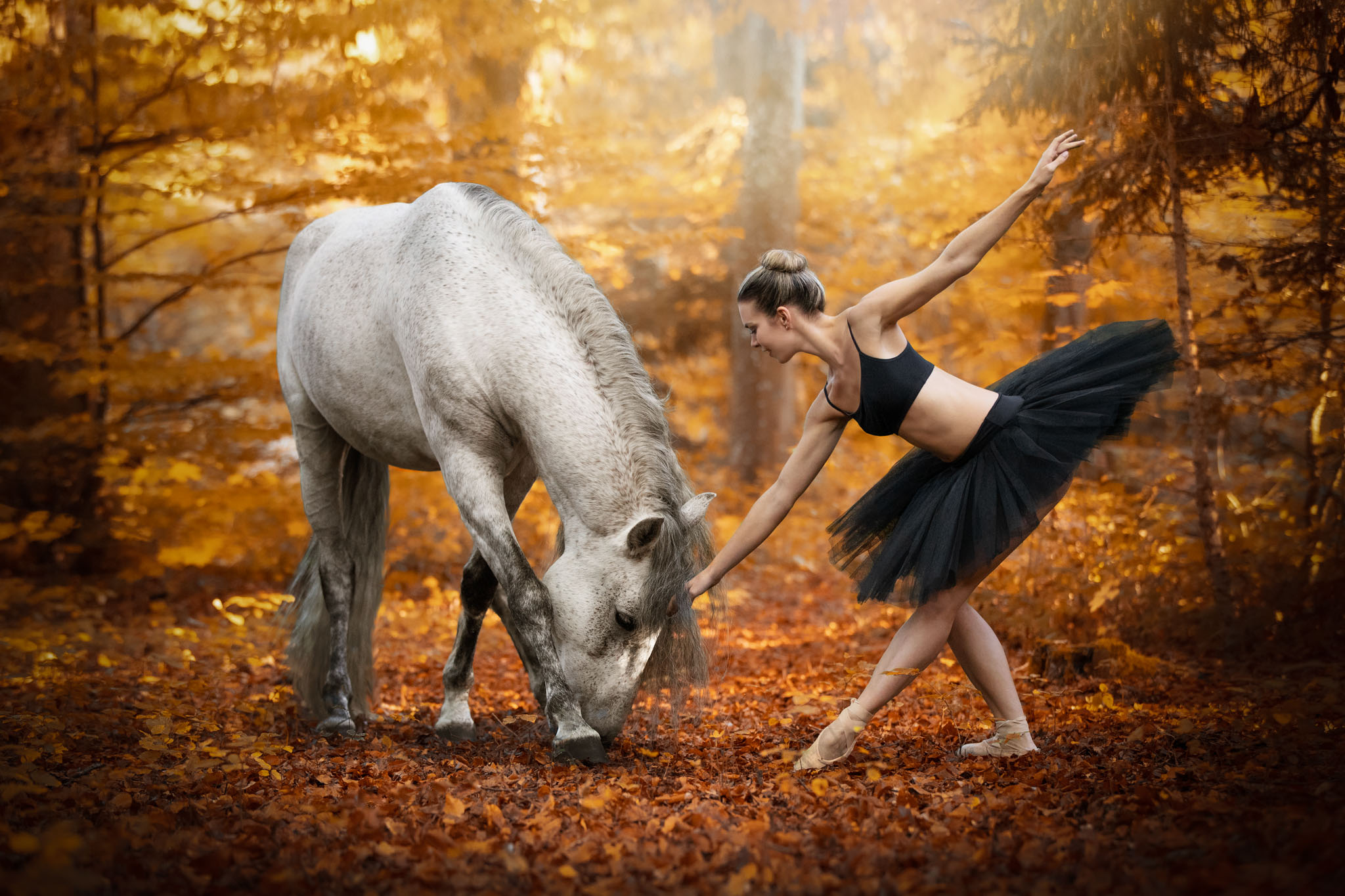 Formation en ligne photographe animalier cheval chien 