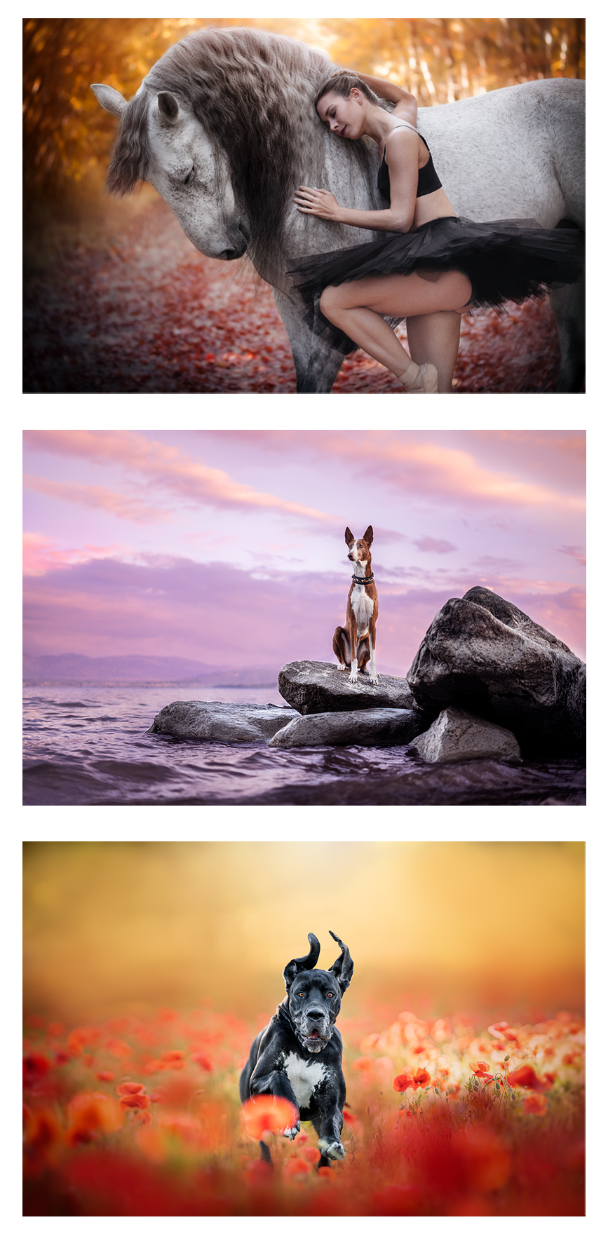 Formation en photographie animalière en ligne, idéale pour apprendre à capturer des images émouvantes et expressives d'animaux dans leur environnement naturel. Ce programme propose des modules sur la maîtrise de la lumière, les réglages de l’appareil photo, la composition et les techniques de retouche. Accessible à tous les niveaux, de débutant à avancé, cette formation guide les participants pour saisir la beauté, l'émotion et la personnalité des animaux. Parfait pour les passionnés d’animaux et de photographie souhaitant développer leurs compétences et créer des photos de qualité professionnelle.