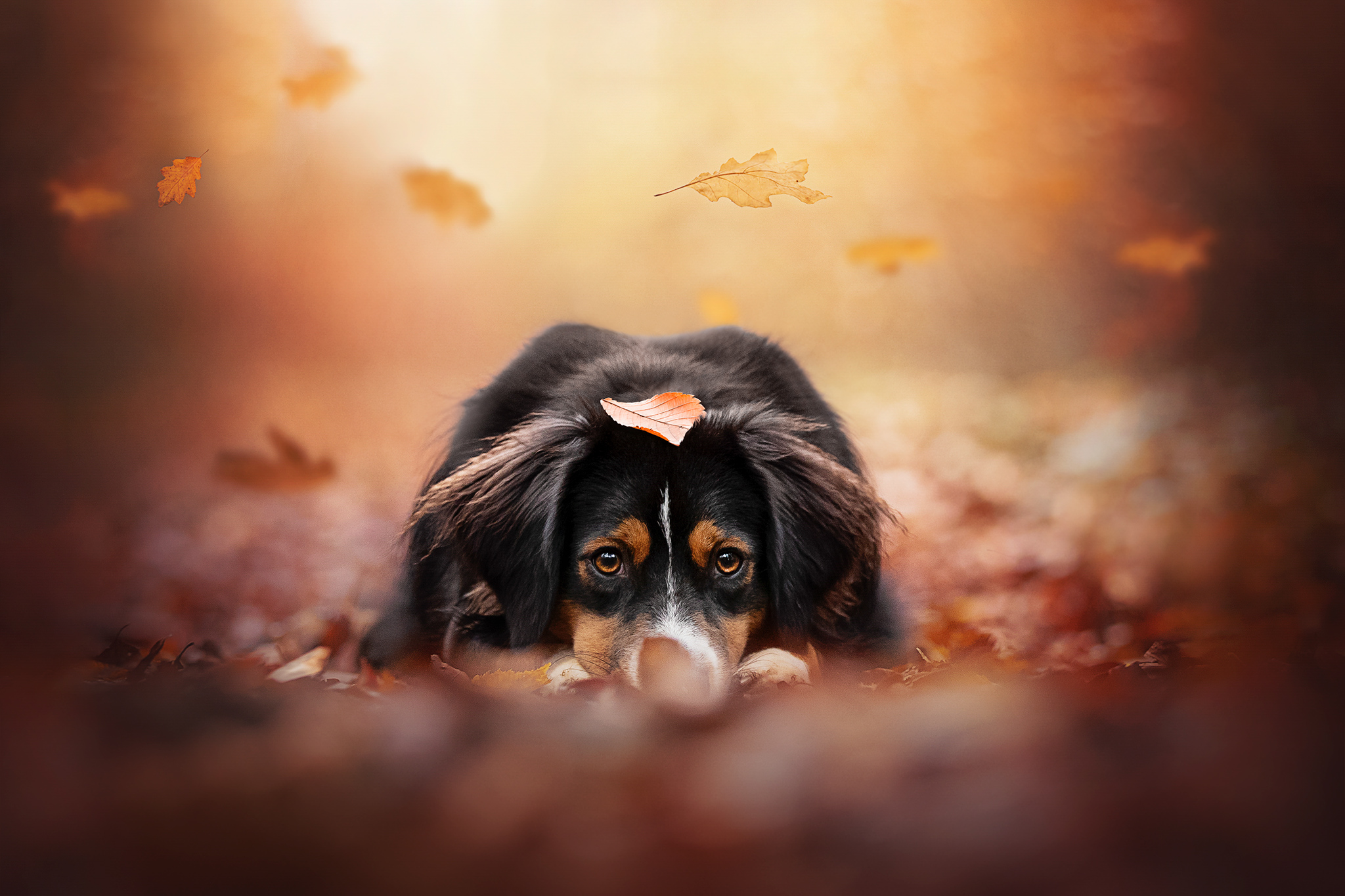 Photographie animalière canine : berger australien couché dans les feuilles d’automne, une feuille posée sur la tête